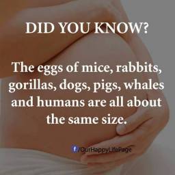 Amazing Pregnancy Facts you should know43392_n