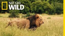 natgeo wild